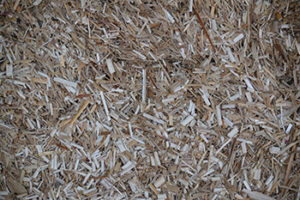 Miscanthus 1 001