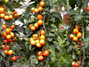 Tomaten_rot